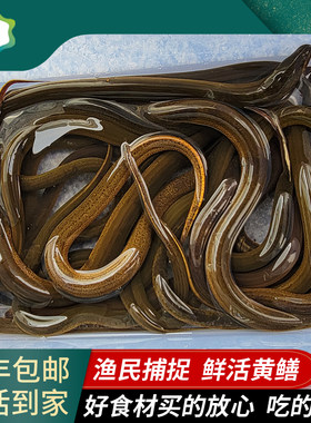 鲜活野长黄鳝1斤仙湖长鱼水产