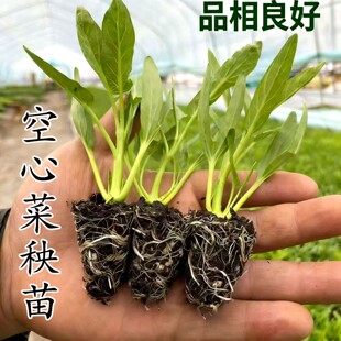 空心菜苗白梗空心菜苗三叉空心菜苗空心菜苗带根白梗柳叶空心菜苗