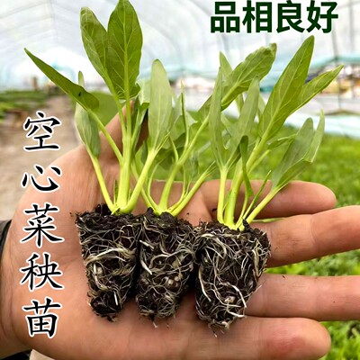 苏禾语空心菜苗带根三叉空心菜苗