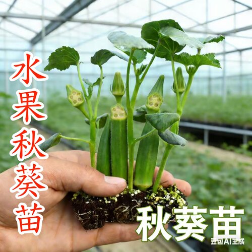 苏禾语秋葵苗秋葵苗大苗带土