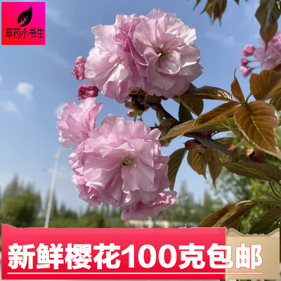 新鲜樱花瓣100克泡茶当天采摘
