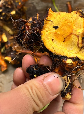 新鲜四川土大黄根干货500g牛耳大黄包邮根叶子假菠菜羊蹄全草泡茶