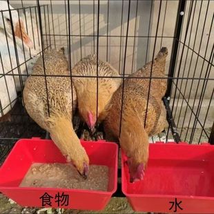 鸡食槽喂食器饮水挂钩喂鸡食盒长方形笼挂喂食喂水盒鸽子禽类喂食