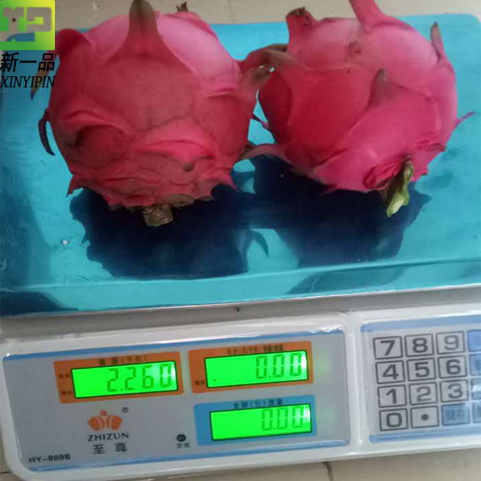 金都一号火龙果树苗盆栽地栽果树多肉植物