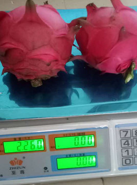 金都一号火龙果树苗盆栽地栽果树苗红肉红心火龙果苗南方北方种植