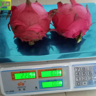 金都一号火龙果树苗盆栽地栽果树苗红肉红心火龙果苗南方北方种植