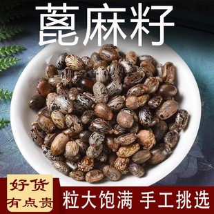 蓖麻子中药材500g正品野生新鲜生蓖麻籽蓖麻子粉红蓖麻子蓖麻仁