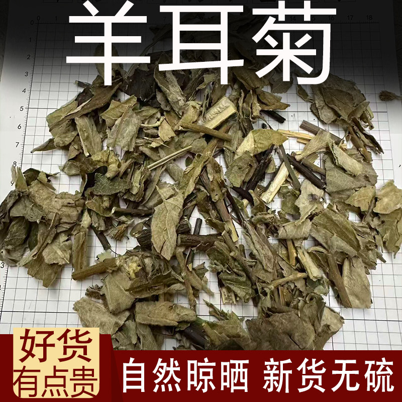羊耳菊中药白面风山白芷白羊耳白背风猪耳风叶下白过山香毛将军叶