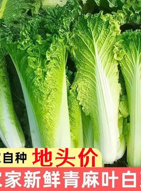 秦岭新鲜青口白菜高山露天种植火锅麻叶白菜当季蔬菜现摘长白菜