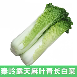 新鲜长白菜秦岭高山麻叶青大白菜天津绿绍菜高杆龙牙青口长白菜糯