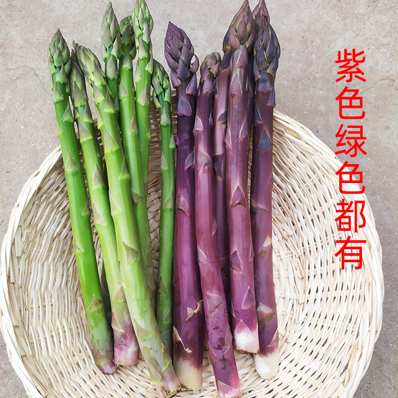 芦笋苗绿色紫色芦笋种苗四季种植芦笋根苗蔬菜苗阳台盆栽绿植食用