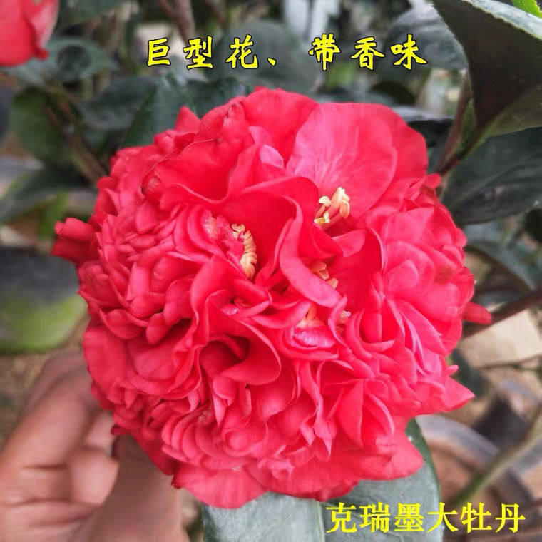 克瑞墨大牡丹茶花清香巨型大花盆栽四季常青耐寒耐热品种茶花好养