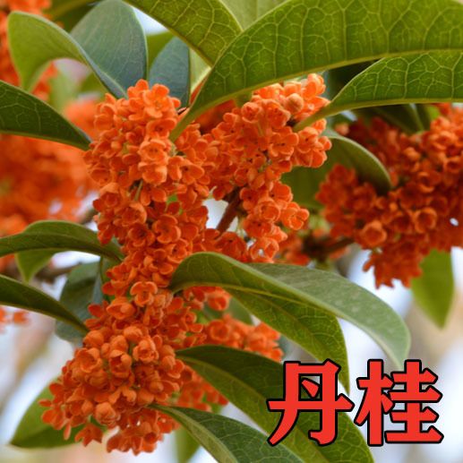 丹桂流苏嫁接桂花树苗丹桂金桂沉香桂桂花盆栽盆景浓香型八月桂花