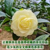 正黄旗稀有名贵品种黄色山茶花大花型室内外阳台四季 绿植耐寒花卉
