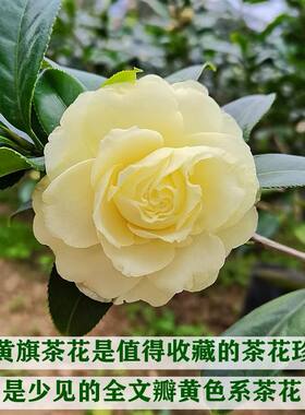 正黄旗稀有名贵品种黄色山茶花大花型室内外阳台四季绿植耐寒花卉