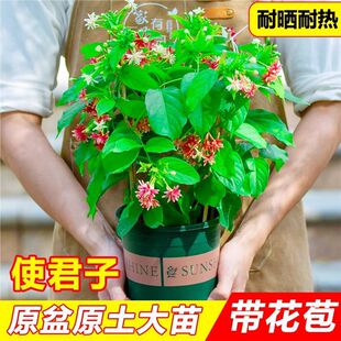 使君子花苗带花苞爬藤植物室外藤类攀爬花卉阳台围墙花水君子花苗