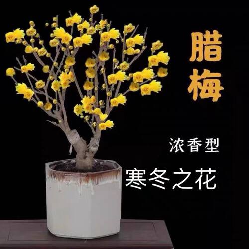 腊梅花苗嫁接素心梅树桩梅花庭院盆栽地栽耐寒开花香型花卉带花苞