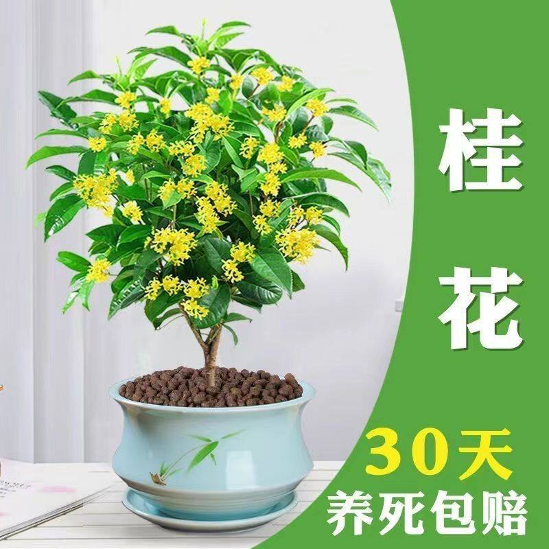 原生四季桂花树苗盆栽八月桂月月桂金桂盆景阳台庭院浓香花卉植物