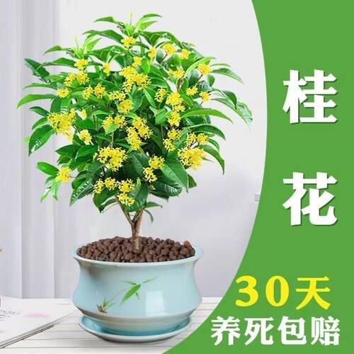 原生四季桂花树苗盆栽八月桂月月桂金桂盆景阳台庭院浓香花卉植物