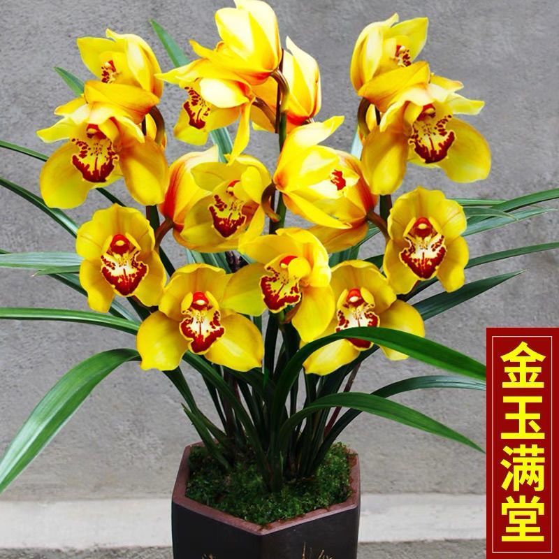 超香名贵兰花金玉满堂兰花浓香大花朵盆栽室内花卉建兰绿植文心兰