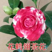 花鹤翎茶花盆栽十大名茶品种复色系列大花型经典 花卉绿植阳台客厅