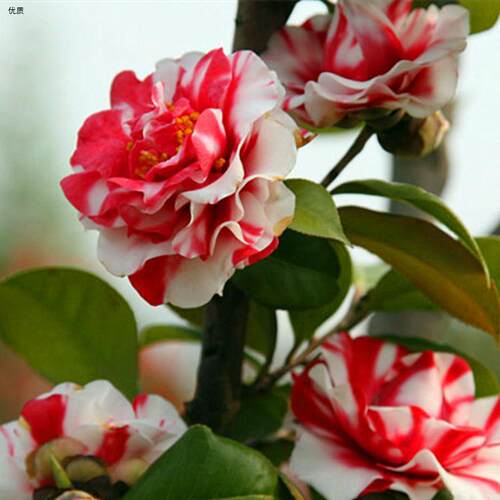 精品花露珍花绣球花蝴蝶茶花盆栽室内客厅阳台耐寒四季花卉绿植