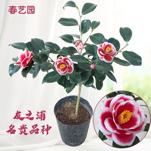 名贵茶花孔雀友之浦玉之浦茶花苗盆栽山茶花阳台七彩庭院绿植花卉