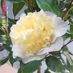 黄绣球稀有名贵品种茶花苗黄色花山茶花树苗盆栽绿植花卉盆景包邮