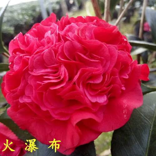 火瀑布茶花盆栽大红色山茶庭院树苗大棵阳台花卉绿植客厅植物好养