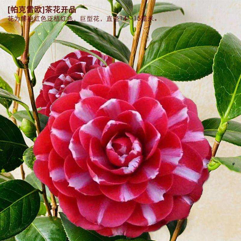 帕克雷欧茶花盆栽名贵稀有好养活耐寒耐热阳台庭院花卉植物盆景