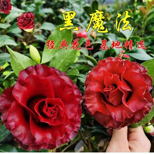 黑魔法茶花盆栽重瓣花卉室内苗稀有名贵阳台庭院四季好养常青绿植