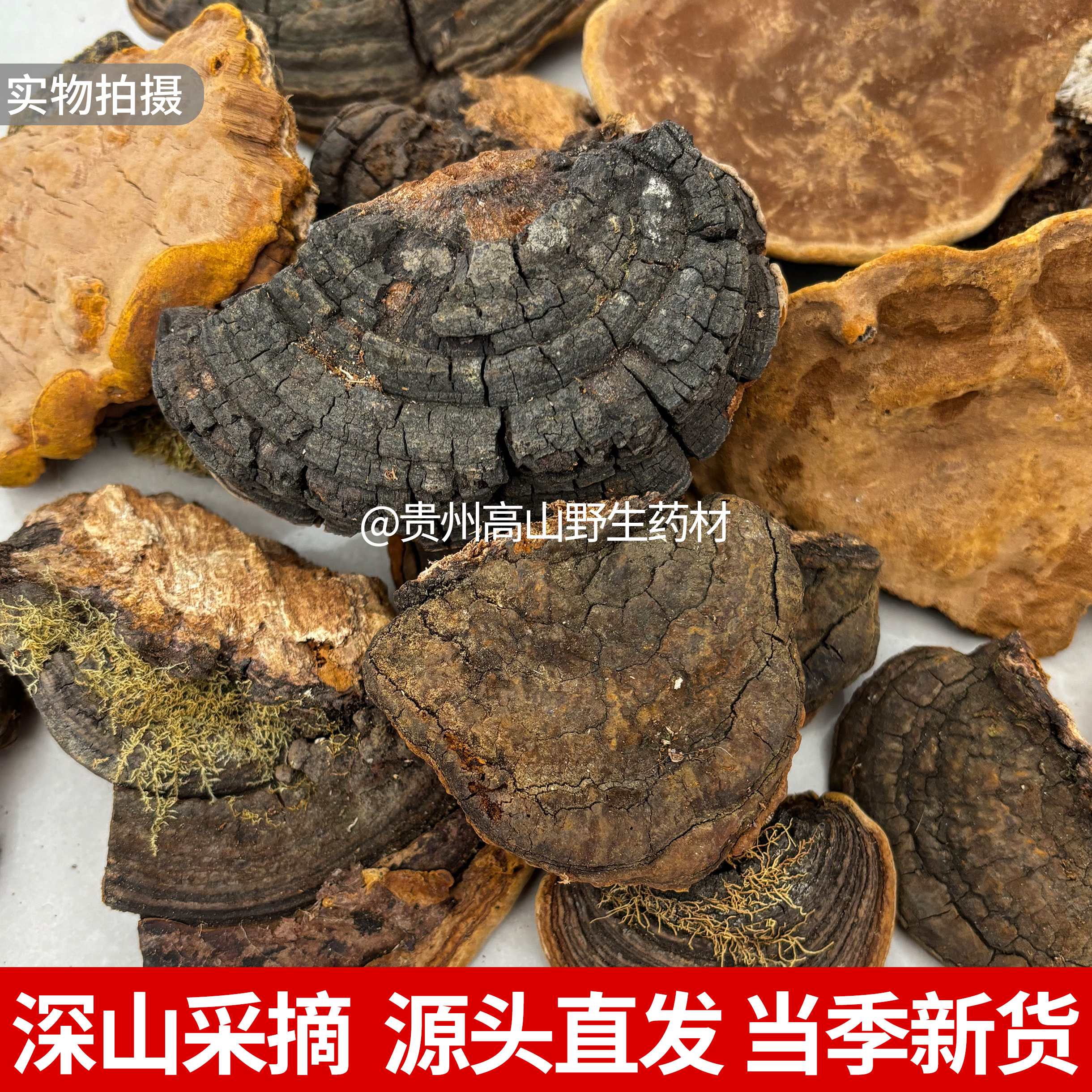 野生桑黄250g正品贵州深山桑黄灵芝中药材新货天然无硫泡酒煲汤料