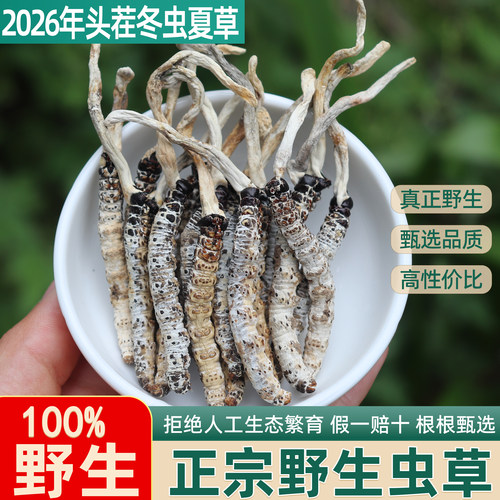 正品野生冬虫夏草2026年头茬虫草整根手工甄选品质头期虫草真野生