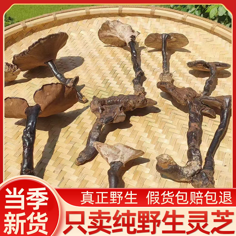 贵州纯野生灵芝250克正品干货整枝农家深山自采新货煲汤泡酒药材