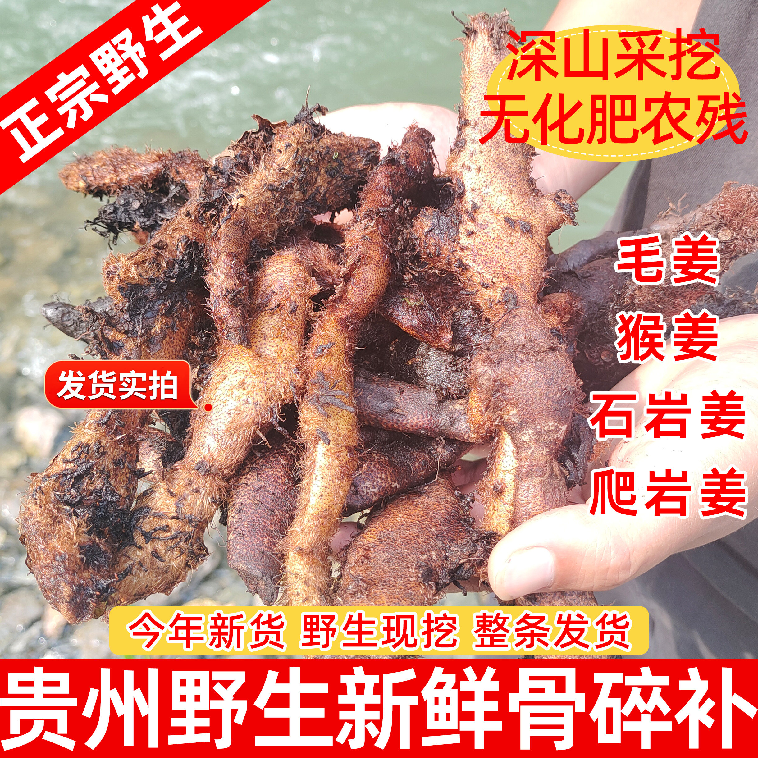 贵州新鲜野生骨碎补去叶鲜货1斤深山采挖毛姜爬岩姜中药材现挖发