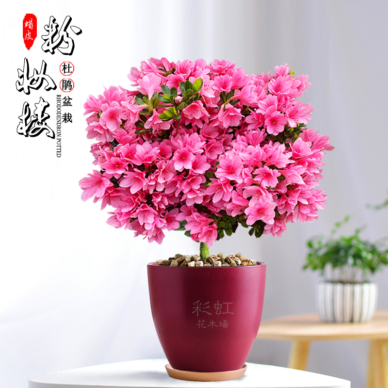 四季蜡皮小叶玫瑰杜鹃花勤花树苗