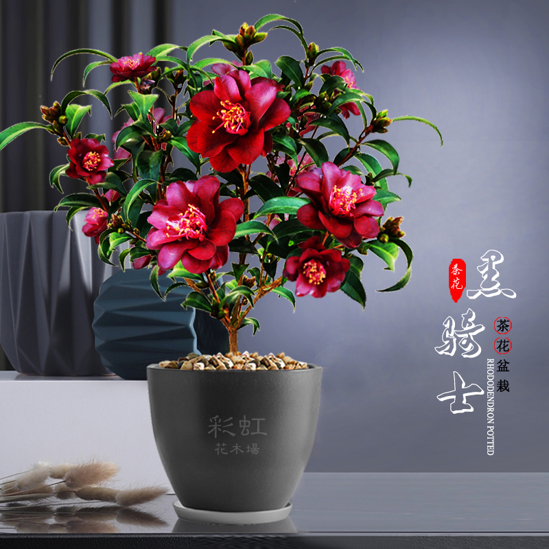 黑骑士山茶花盆栽黑红色花名贵珍稀品种室内花卉盆栽造型熟桩绿植