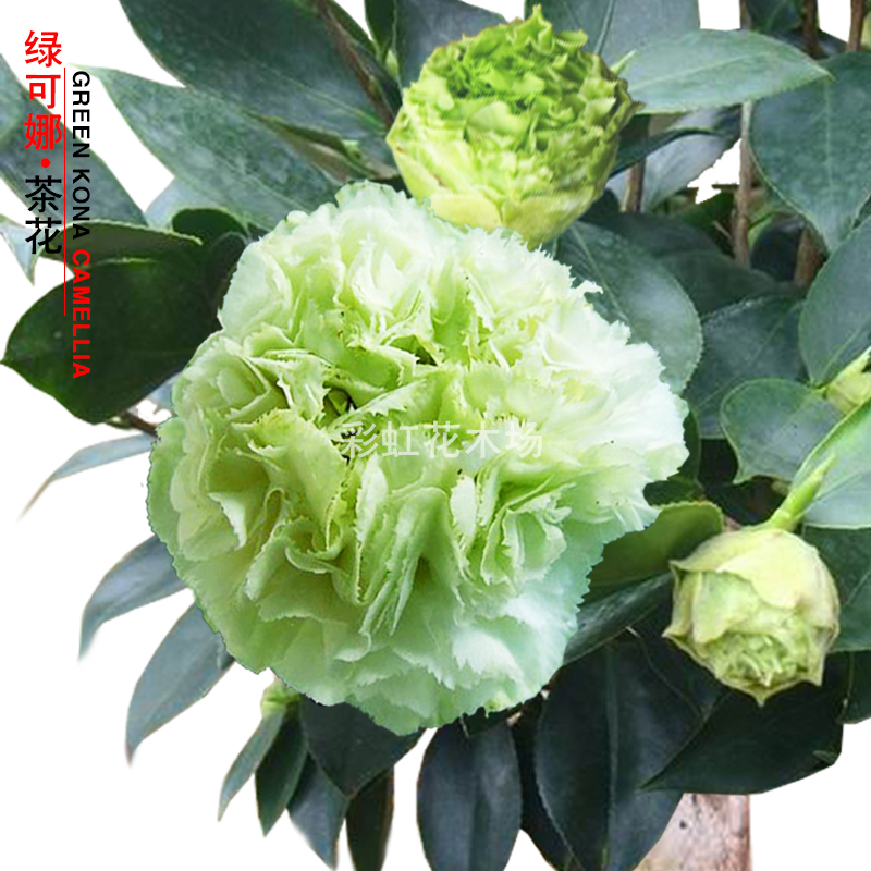 绿可娜茶花稀有名贵品种绿色花卉老桩盆栽树苗室内外花园庭院植物