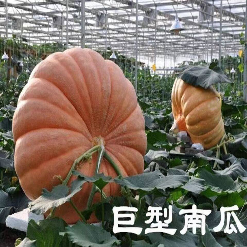 巨型南瓜种子美国无限生长大南瓜家庭园艺种子