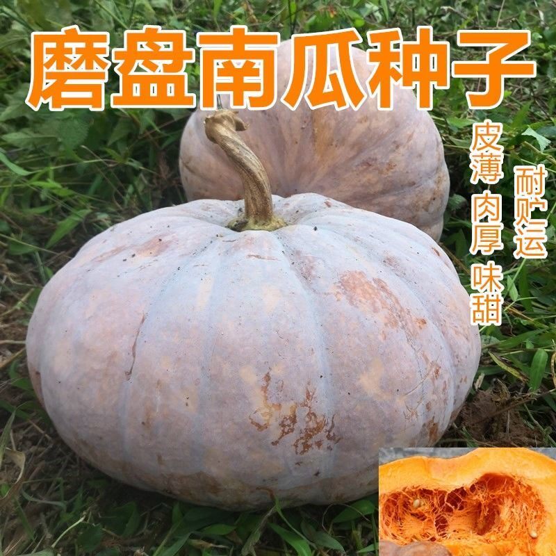 磨盘南瓜农家高产南瓜籽家庭盆栽家庭园艺种子