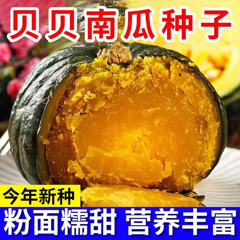 高产绿贝贝南瓜种子日本板栗小南家庭园艺种子