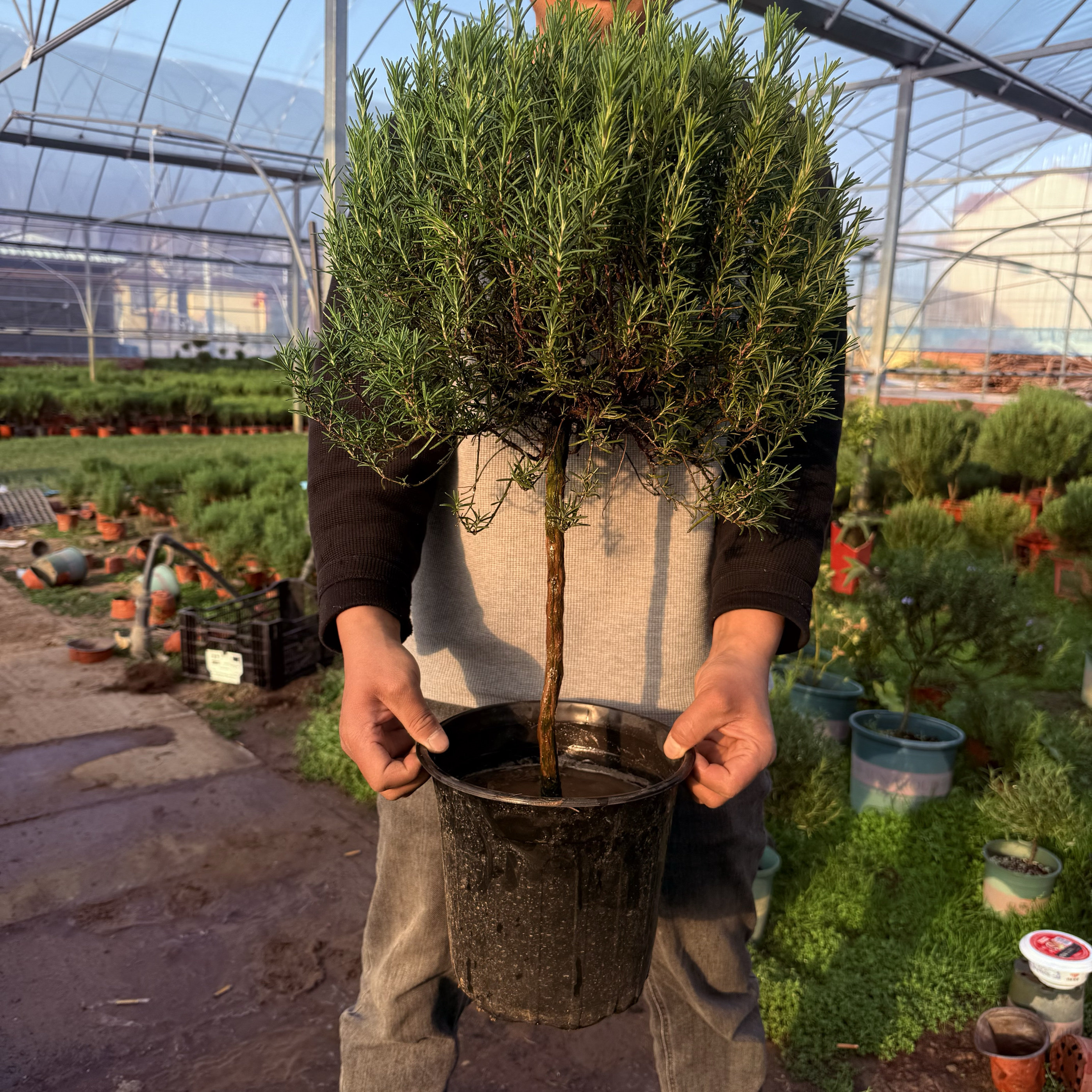 棒棒糖迷迭香盆栽独杆老庄大型绿植驱蚊虫四季常青可食用植物盆景