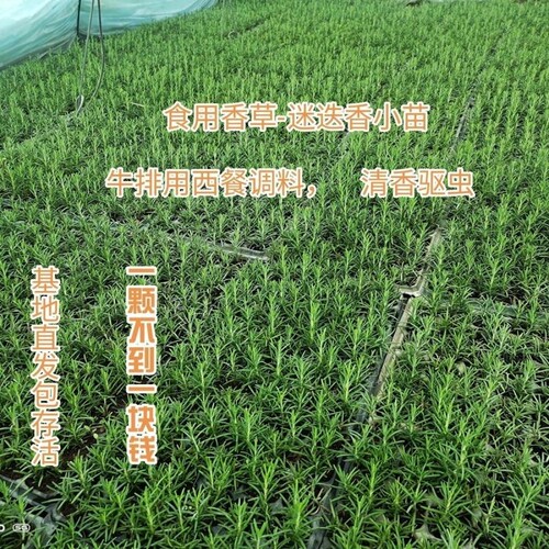 新鲜可食用香草迷迭香小苗驱蚊虫
