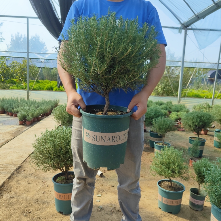 独杆迷迭香盆栽老庄盆景驱蚊驱虫可食用植物四季常青带香味绿植花-封面