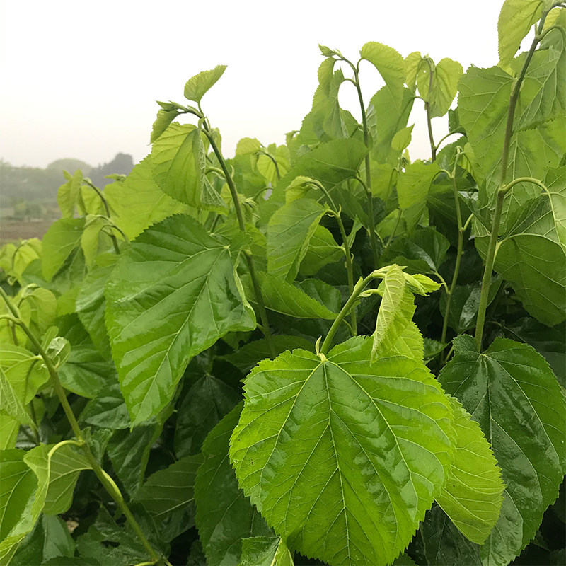 养蚕桑树苗强桑一号农桑蚕桑苗大叶饲料桑蛋白桑苗高产嫁接桑树苗