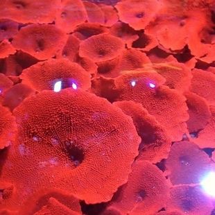 菇类珊瑚荧光绿泡泡菇绿菇红菇海缸入门可繁殖新手易养已上石人工