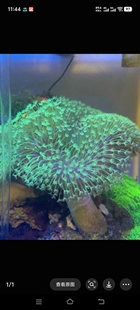 皮革珊瑚 二绿非皮 花环手指菊花瓦皮长须密须飘逸 软体LPS荧光笔