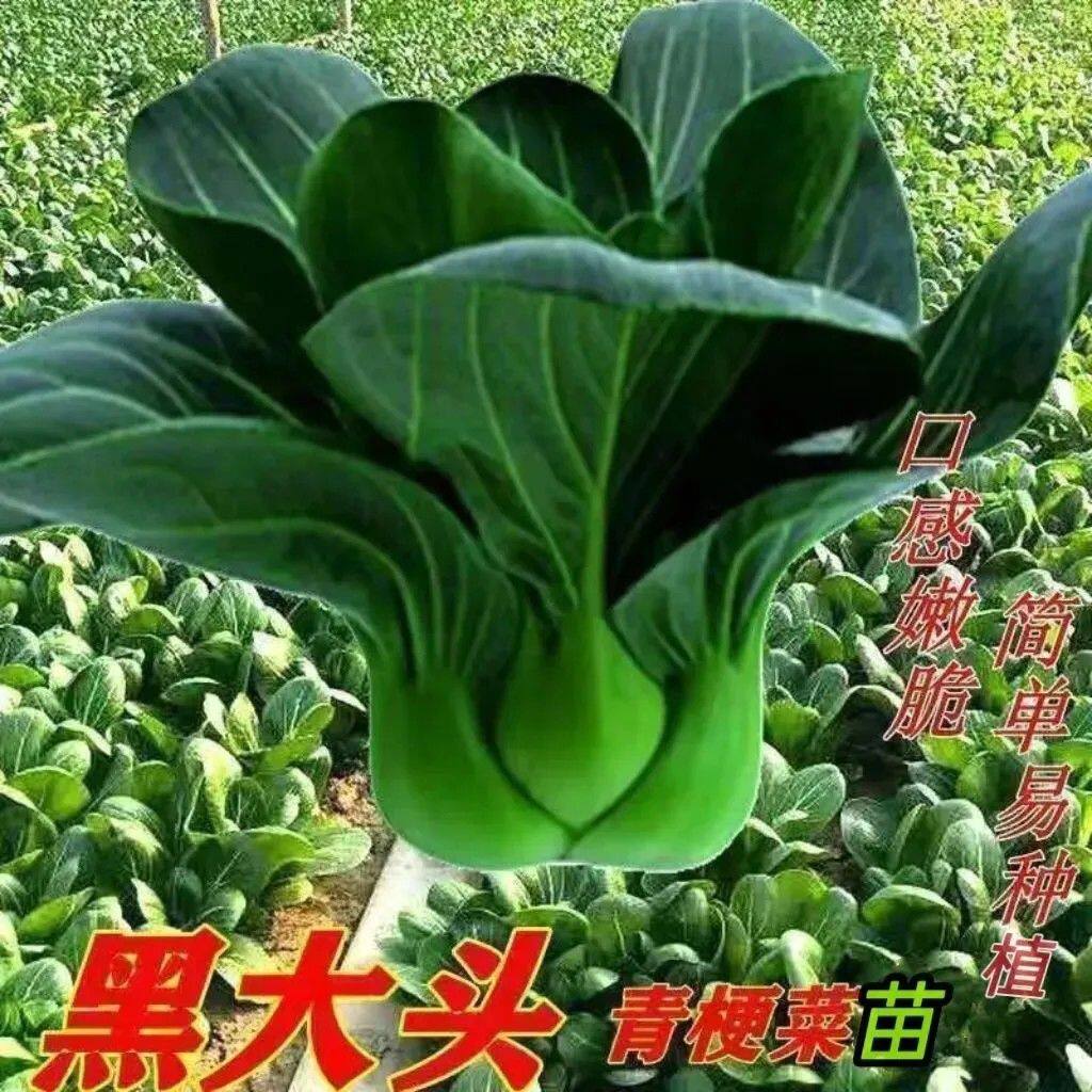 黑叶青梗苏州青菜苗上海青菜秧苗棵棵带土盆栽庭院易栽种四季蔬菜