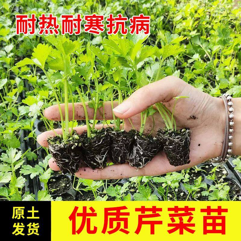 芹菜苗秧苗芹菜苗四季芹菜苗阳台家庭园艺种子
