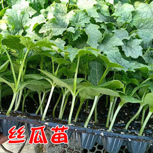 丝瓜秧苗蔬菜苗秧苗长丝瓜苗肉丝瓜秧苗盆栽农家春季菜苗长香高产